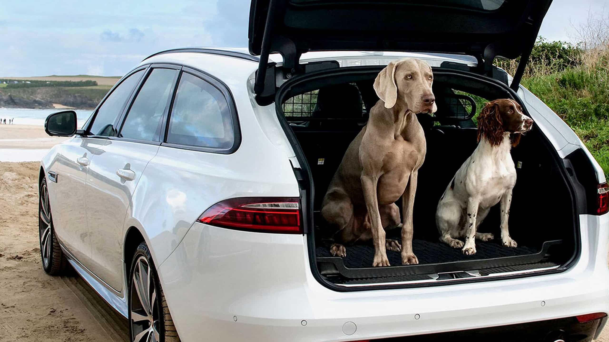 Back View of Jaguar XF with Two Pets Parked at Sea Side